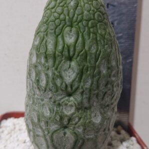 5 Pseudolithos K5779 migiurtinus spaericus eylensis