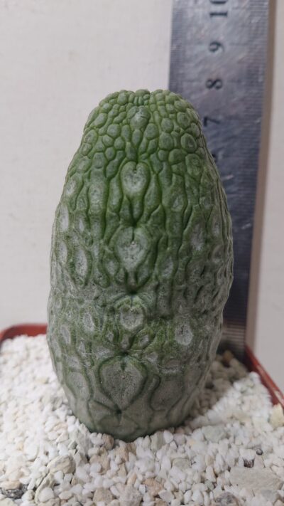 5 Pseudolithos K5779 migiurtinus spaericus eylensis