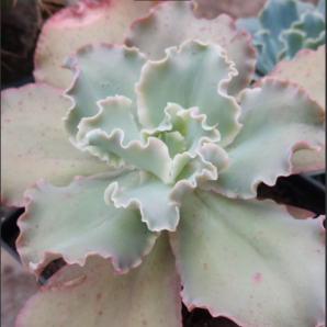 Echeveria Blue Giant