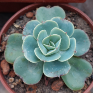 Echeveria Love's Light