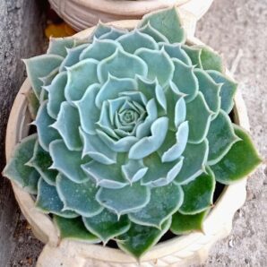 Echeveria simulans ‘Ascension’