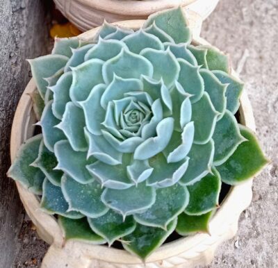 Echeveria simulans ‘Ascension’