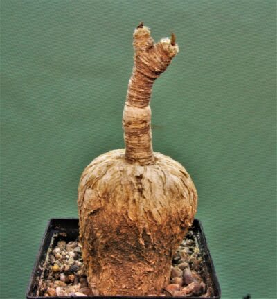 euphorbia-subapoda-madagascar-3 - Зображення 2