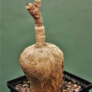 euphorbia-subapoda-madagascar-3