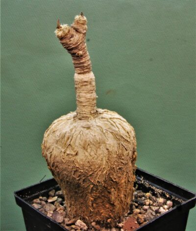 euphorbia-subapoda-madagascar-3