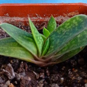 Gasteria gracilis v. minima