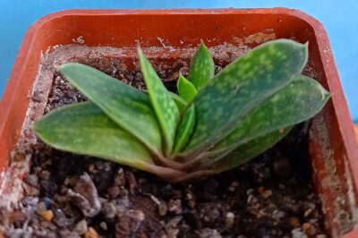 Gasteria gracilis v. minima