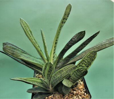 gasteria-little-warty-1
