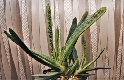 gasteria-little-warty-2