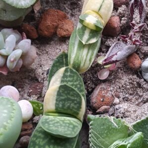 Gasteria minima variegata