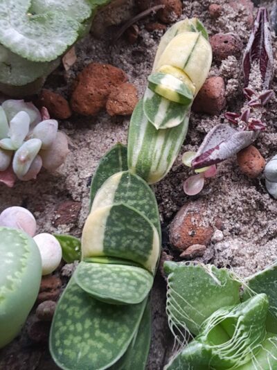 Gasteria minima variegata