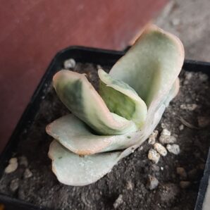 Gasteria obtusa f. variegata
