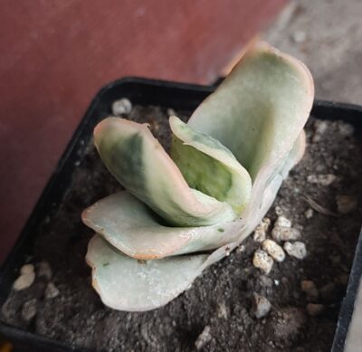 Gasteria obtusa f. variegata