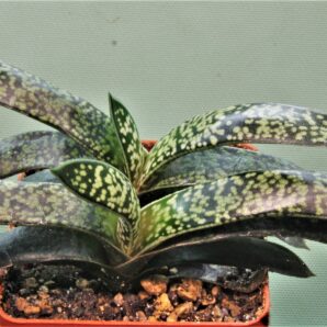 gasteria-verrucosa