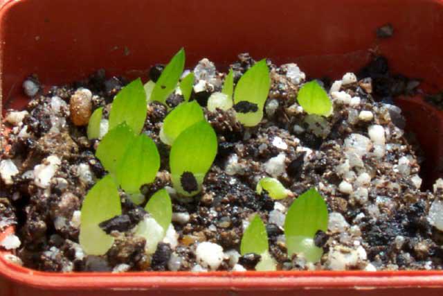 Haworthia (Хавортія) | 4