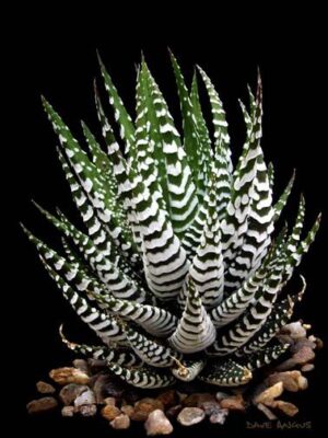 Haworthia (Хавортія)