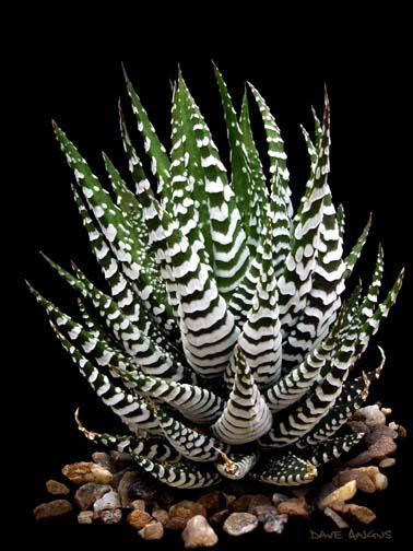 Haworthia attenuata v. zebrina