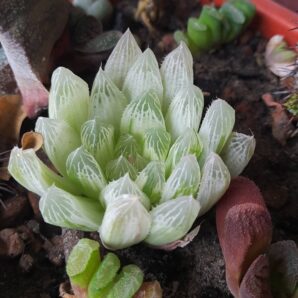 Haworthia cooperi variegata