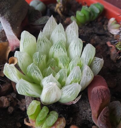 Haworthia cooperi variegata