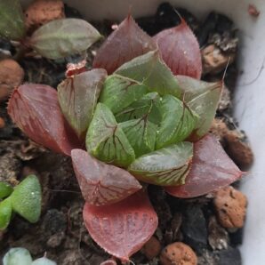 Haworthia cooperi pilifera