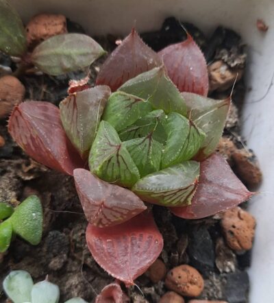 Haworthia cooperi pilifera