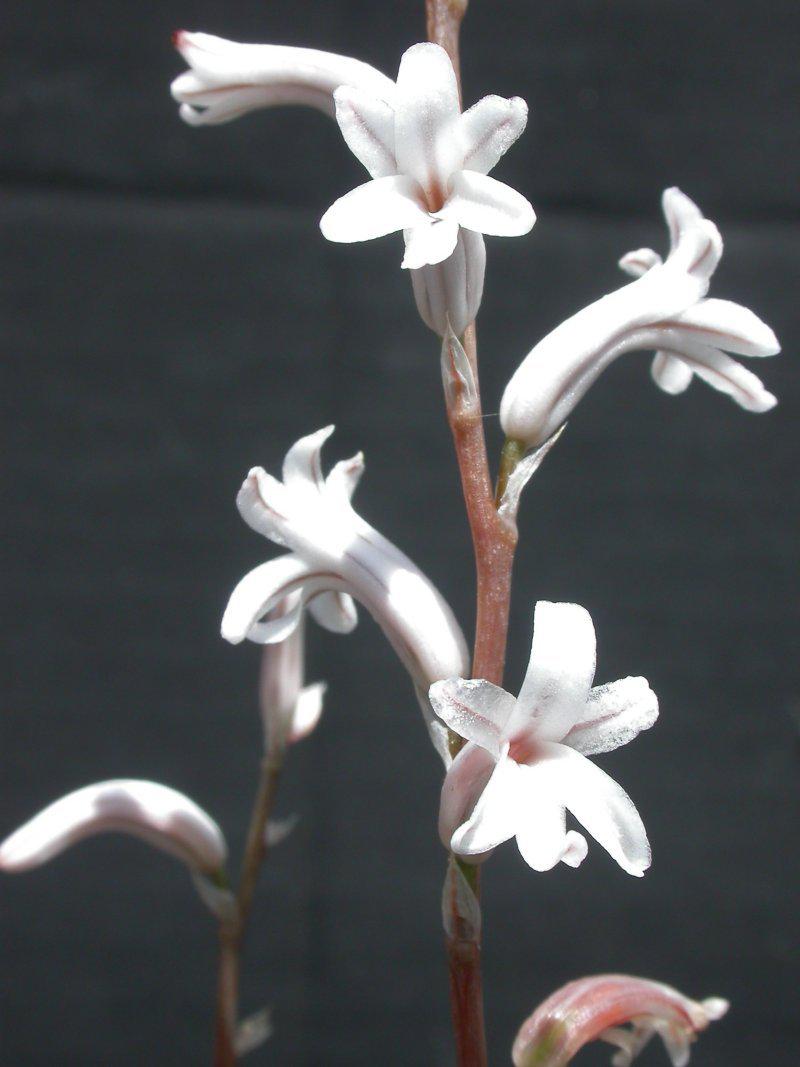Haworthia (Хавортія) | 5