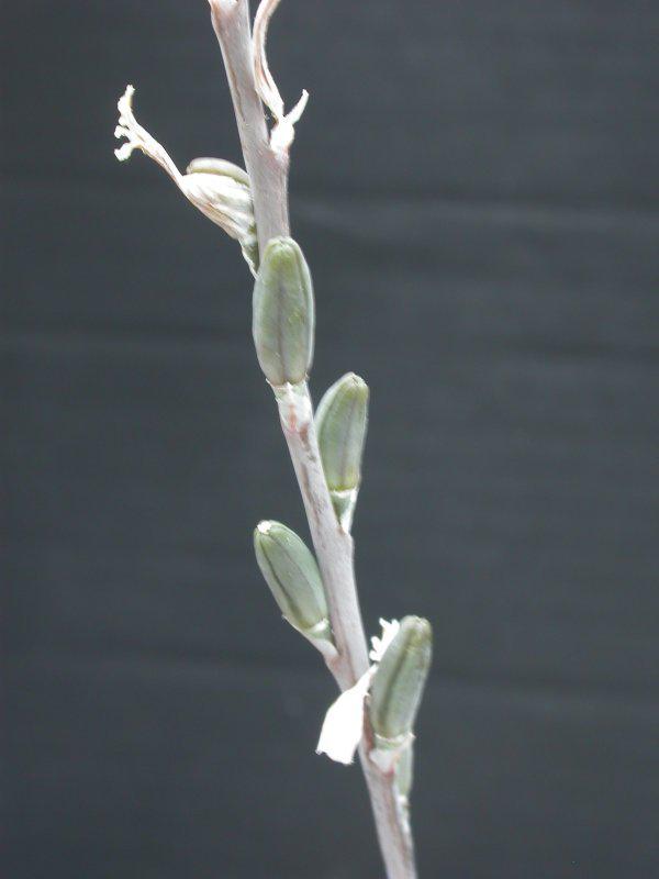 Haworthia (Хавортія) | 8