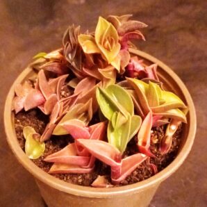 Tradescantia navicularis