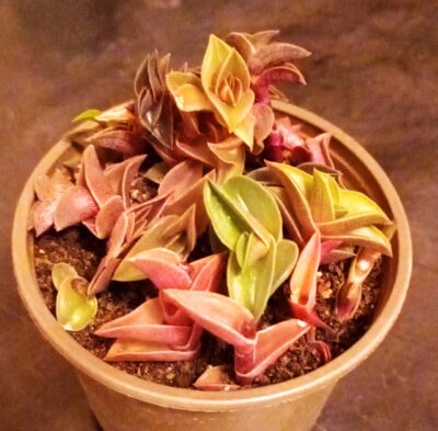 Tradescantia navicularis