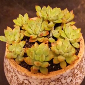 Echeveria jade