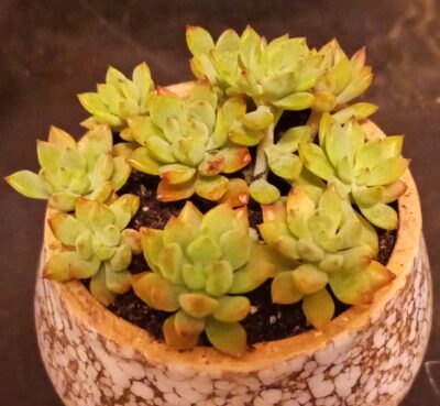 Echeveria jade