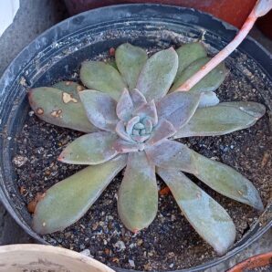 Echeveria cv. Valentina