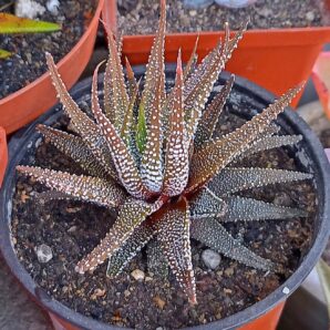 Haworthia attenuata v. radula