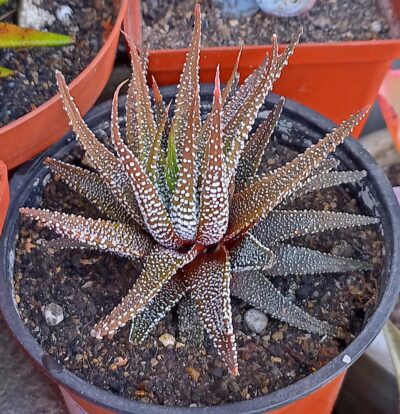 Haworthia attenuata v. radula