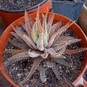 Haworthia attenuata v. radula