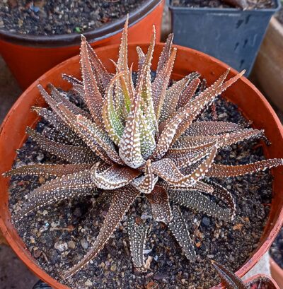 Haworthia attenuata v. radula