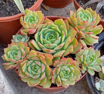 Echeveria ramillete