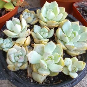Echeveria titubans