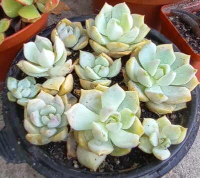 Echeveria titubans