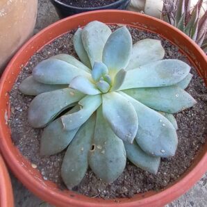 Echeveria cv. Valentina
