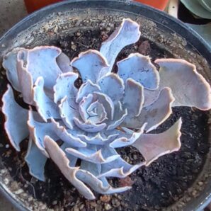 Echeveria shaviana
