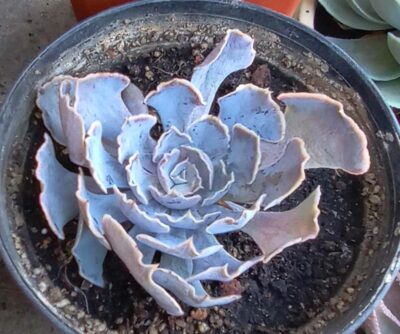 Echeveria shaviana