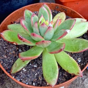 Echeveria agavoides cv 'Christmas'