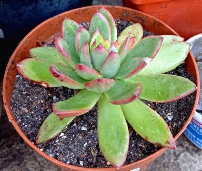 Echeveria agavoides cv 'Christmas'