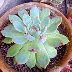 Echeveria pulidonis 'Mexican'