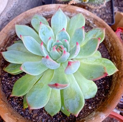 Echeveria pulidonis 'Mexican'