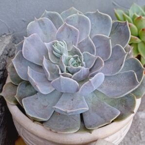 Echeveria runyonii