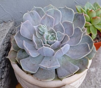 Echeveria runyonii