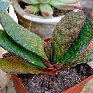 Gasteria armstrongii Japan