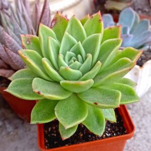 Echeveria agavoides x pulidonis